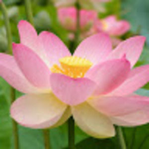 Meet your Posher, Yecenia